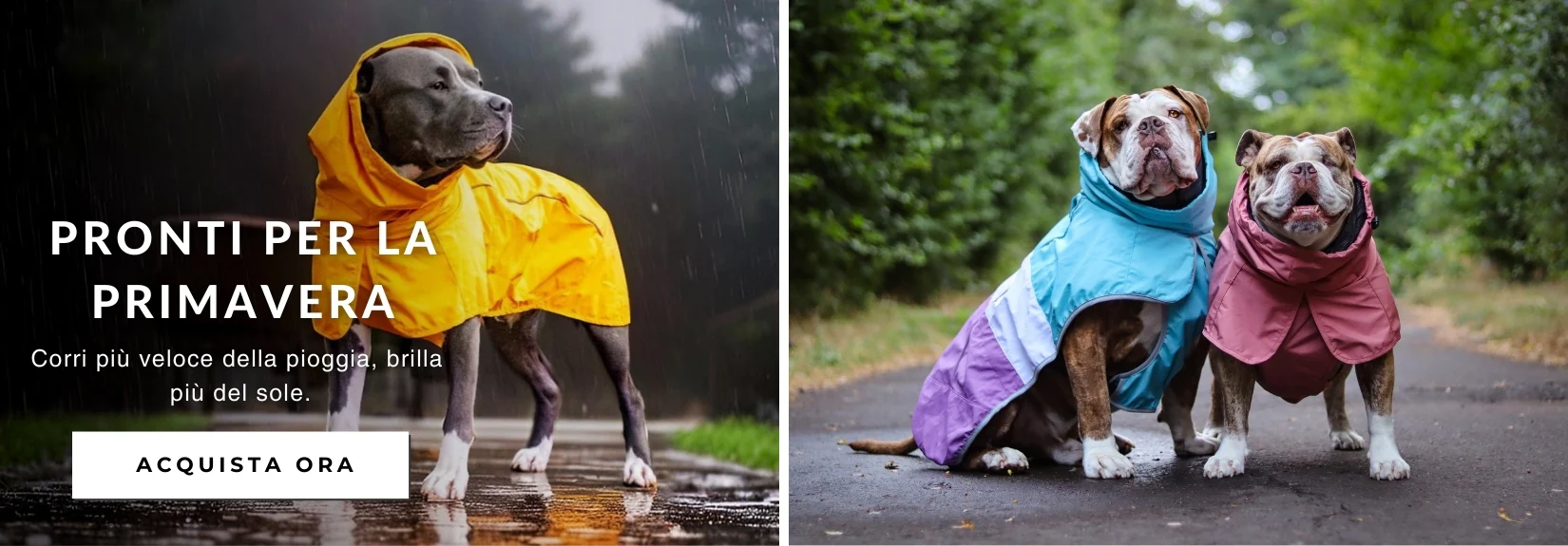 Stile Condiviso per Te e il Tuo Cane