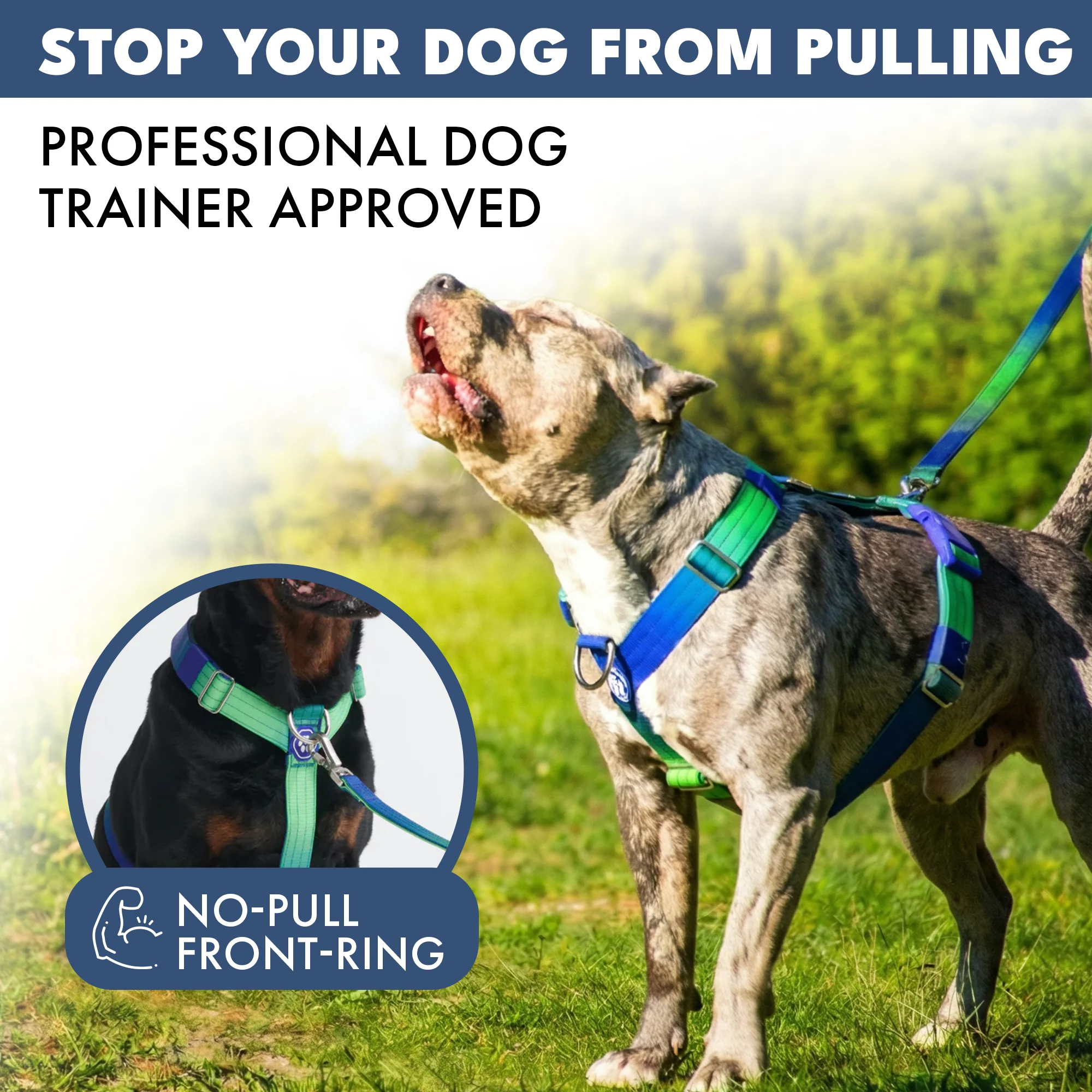 Set di imbracatura per cani Comfort Control No-Pull (Multicolore) - Image 17