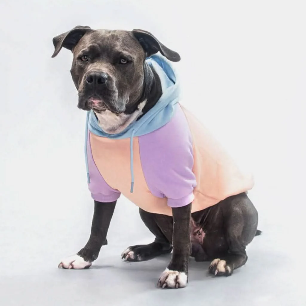 Maglione per Cani - Zucchero filato - Image 6