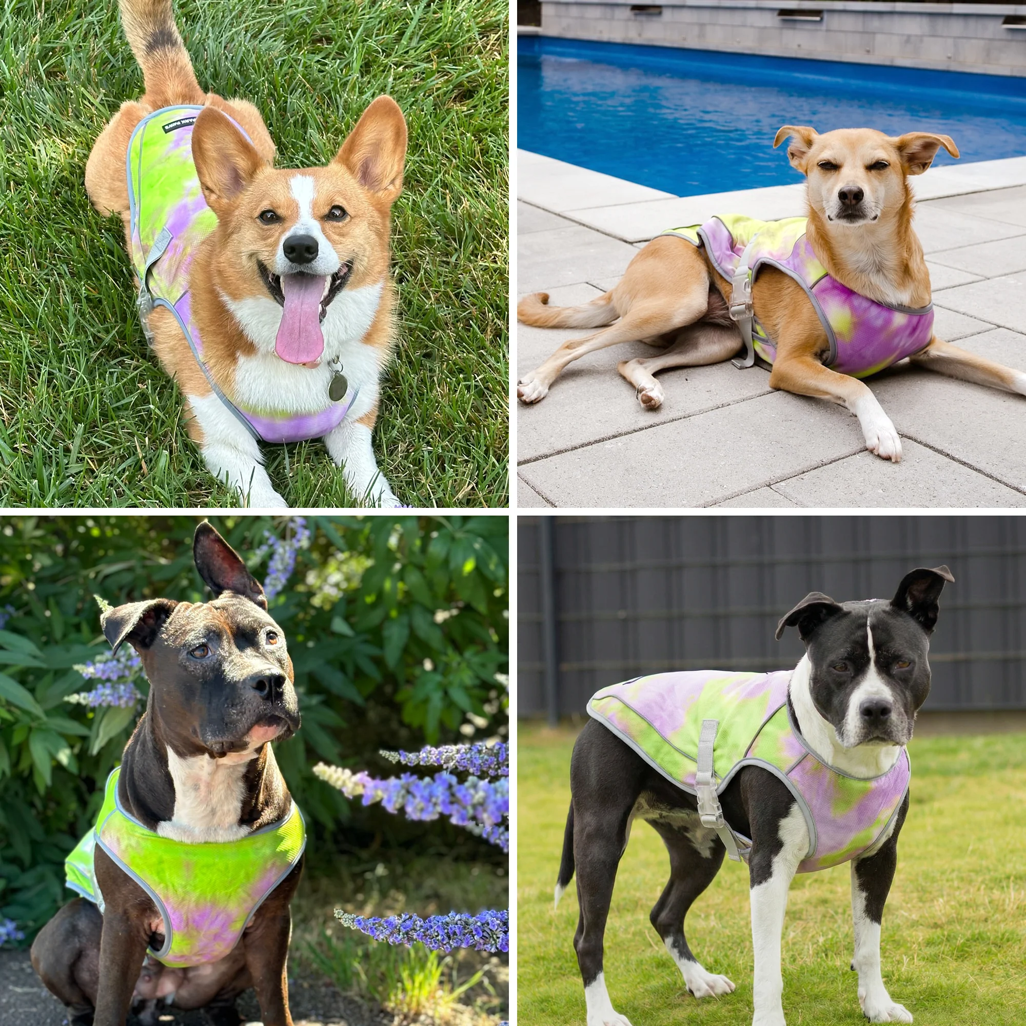 Gilet di raffreddamento per cani - Cono di neve - Image 9