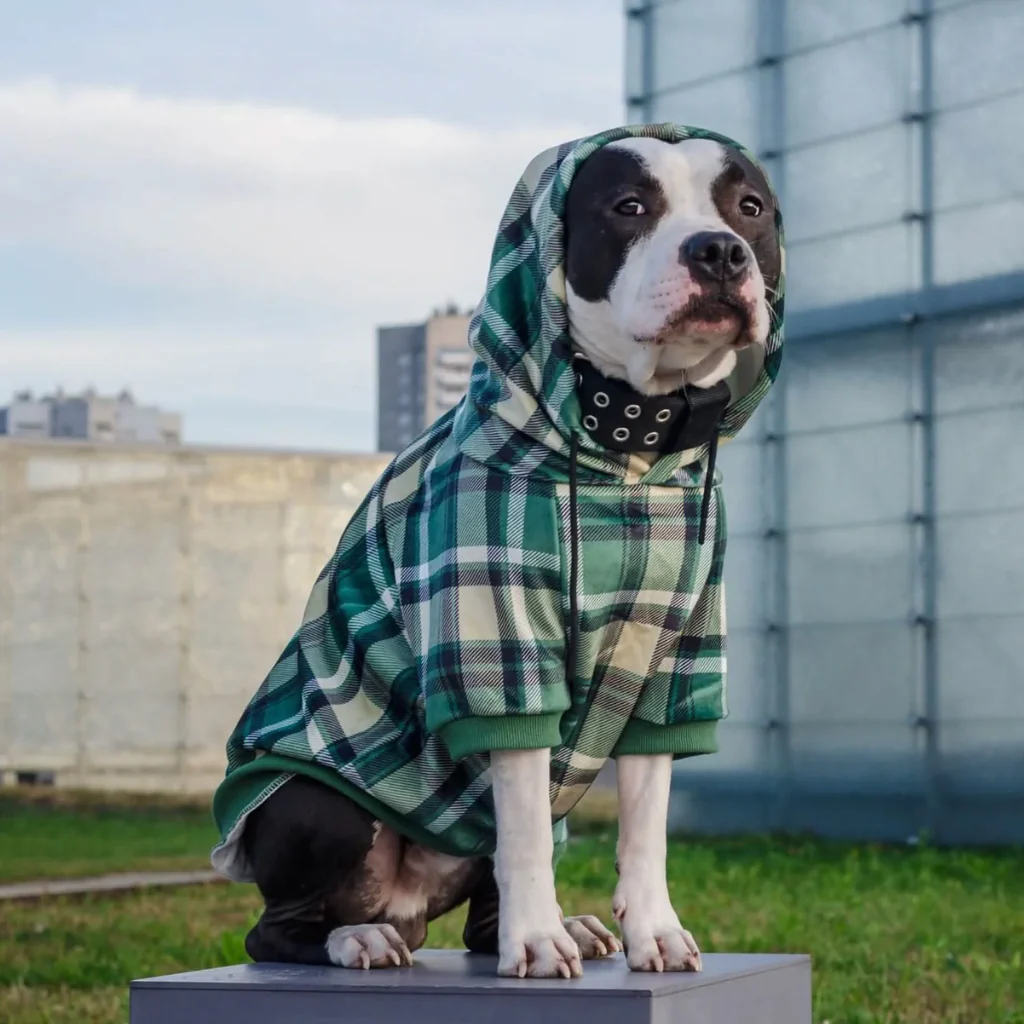 Maglione Plaid per Cani - Quadretti verdi - Image 11