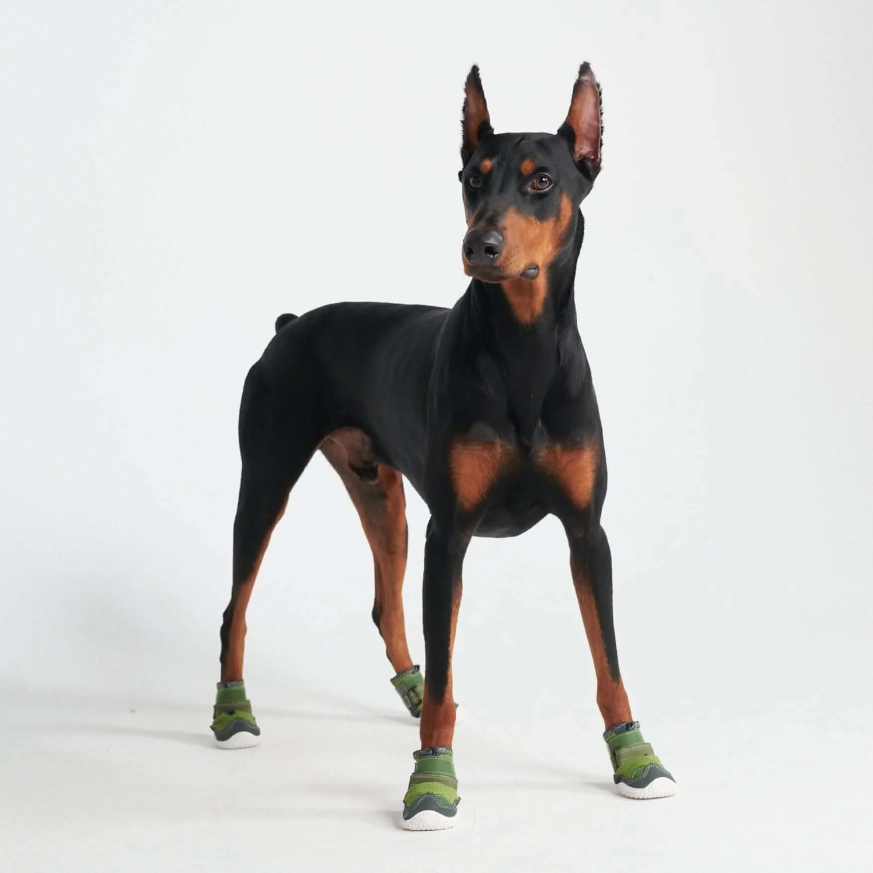 Scarpe per cani Hot Pavement Pawtector - Image 11
