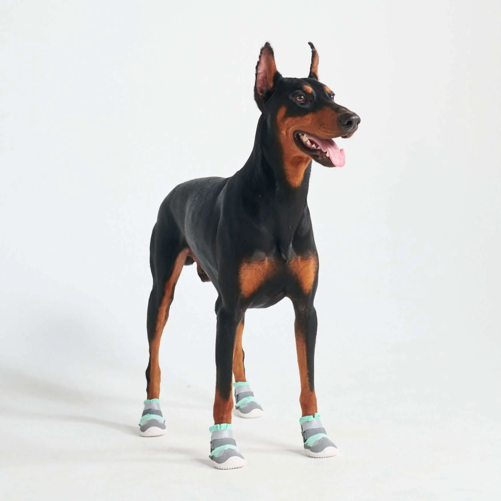 Scarpe per cani Hot Pavement Pawtector - Image 16