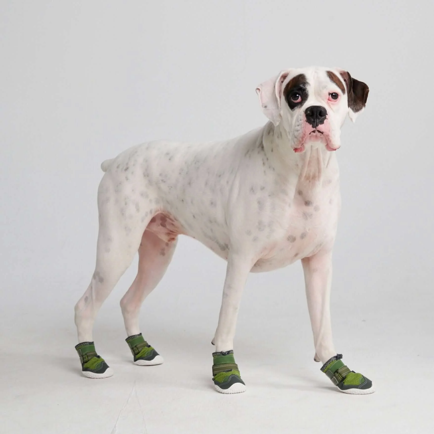 Scarpe per cani Hot Pavement Pawtector - Image 9