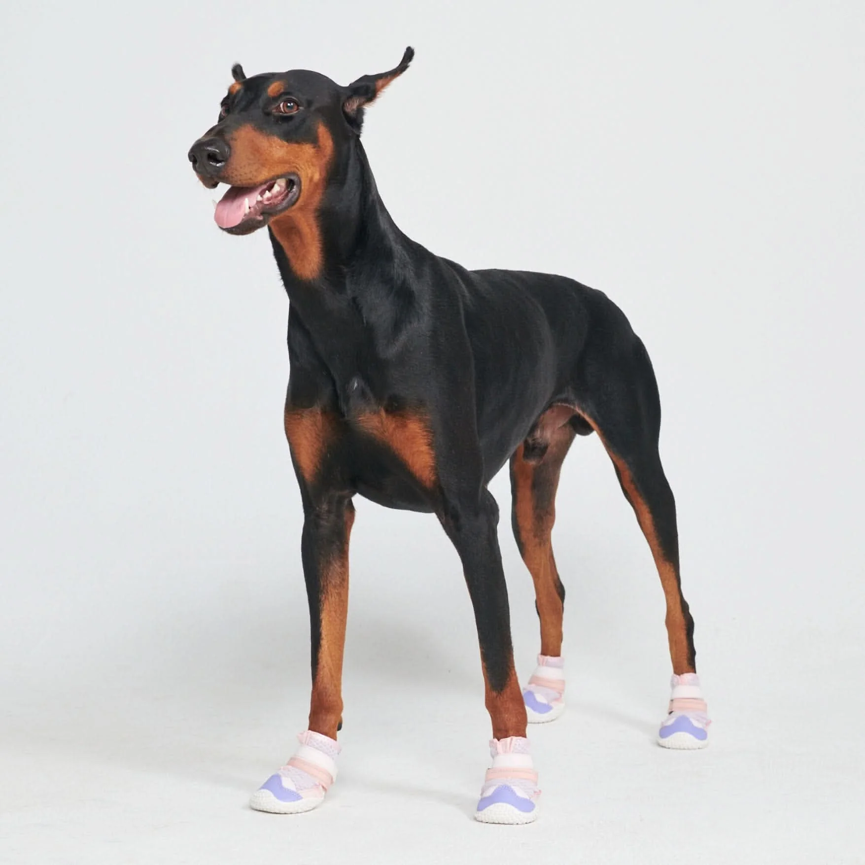 Scarpe per cani Hot Pavement Pawtector - Image 5