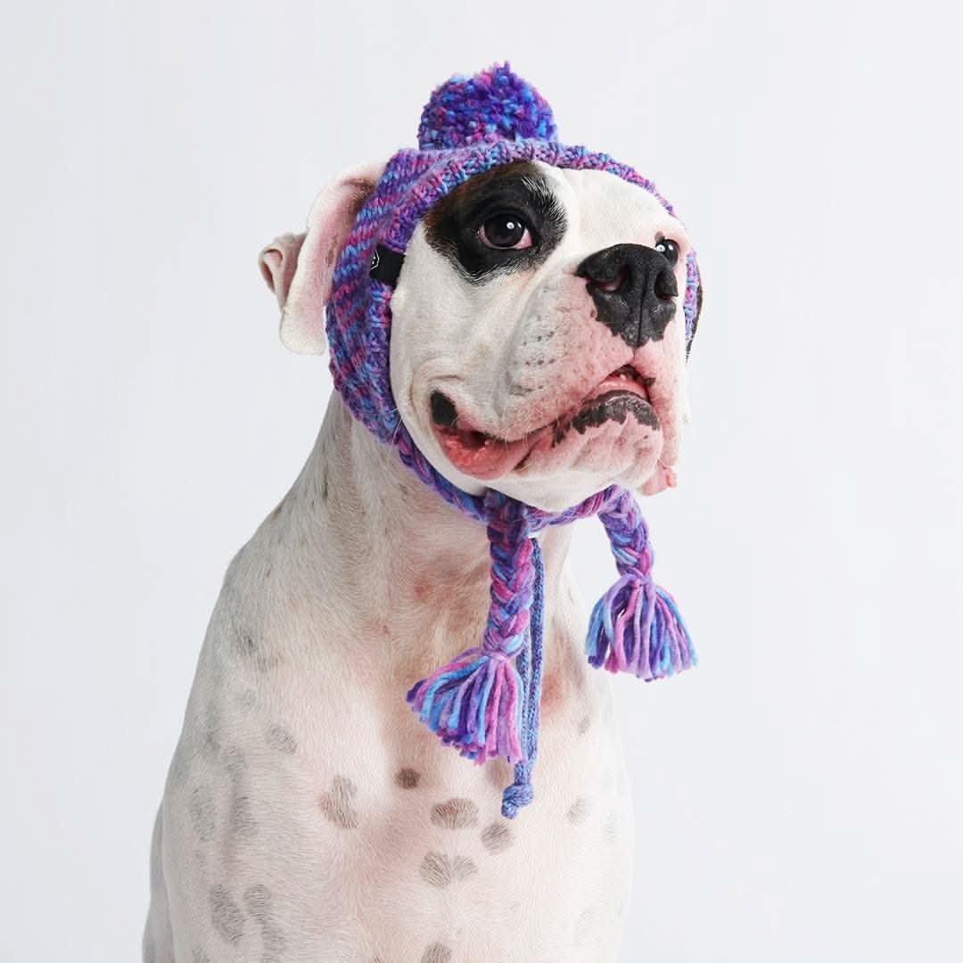 Cappello per cani Pom Pom in Maglia - Image 3