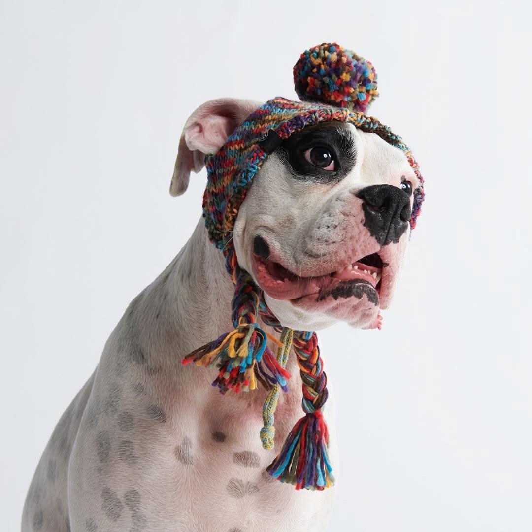 Cappello per cani Pom Pom in Maglia - Image 4
