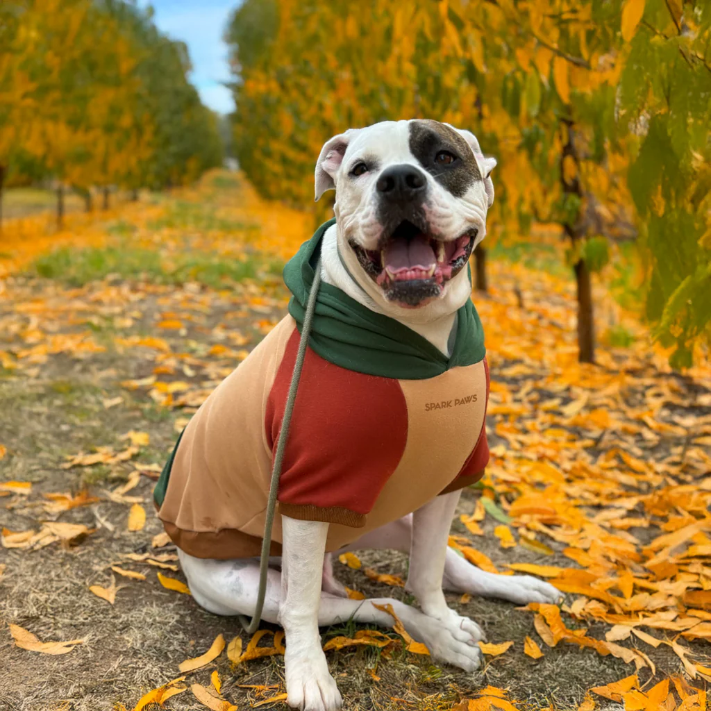 Felpa con cappuccio color block per cani - Image 62