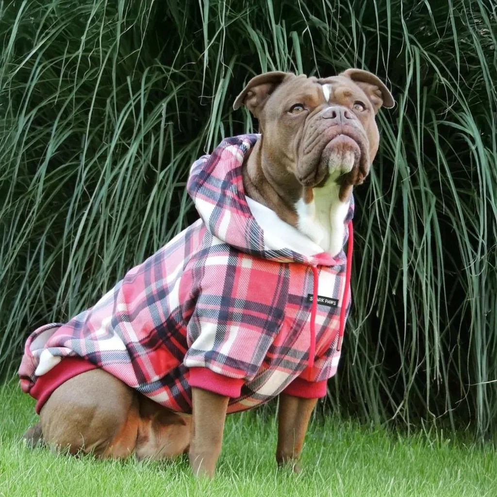 Maglione Plaid per Cani - Quadretti rossi - Image 11